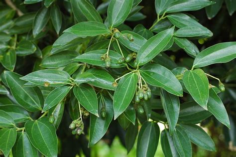 樟樹開花|樟樹是什麼？台灣原生樹種的特性與文化意義 